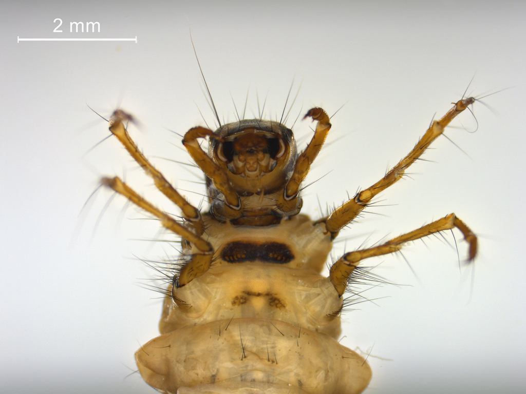 Limnephilus marmoratus